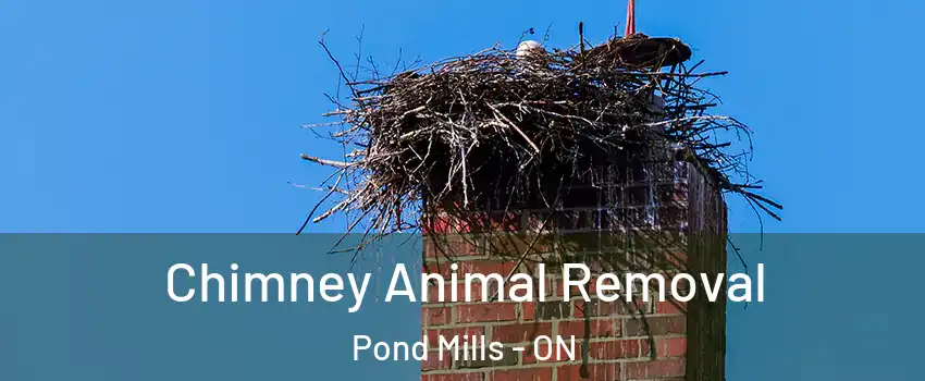 Chimney Animal Removal Pond Mills - ON